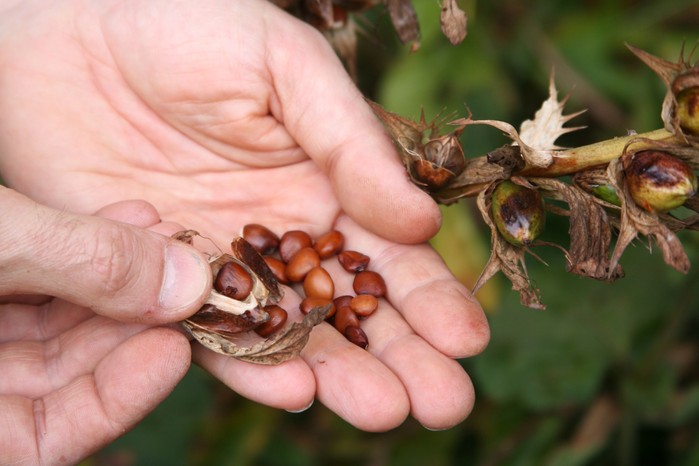 如何种植熊马裤&mdash;&mdash;繁殖熊马裤