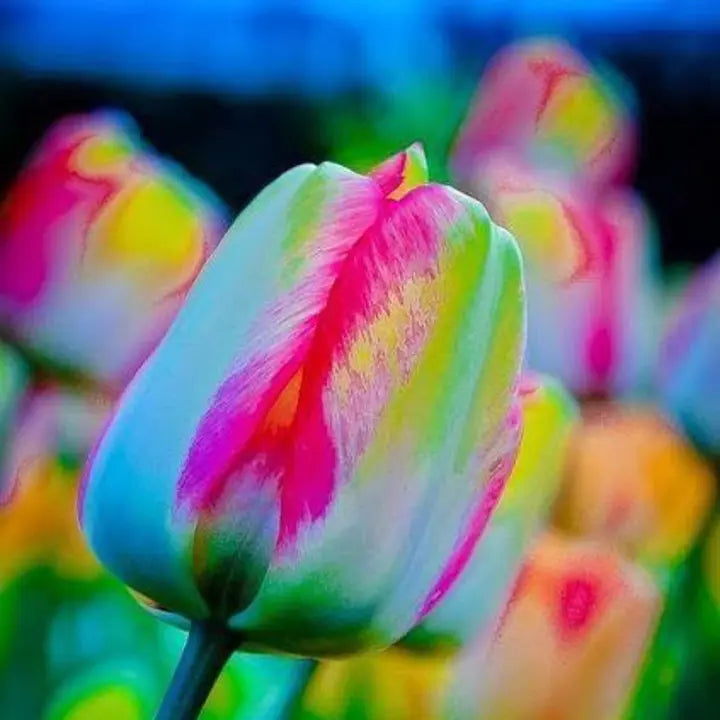 Rainbow Tulip Seeds