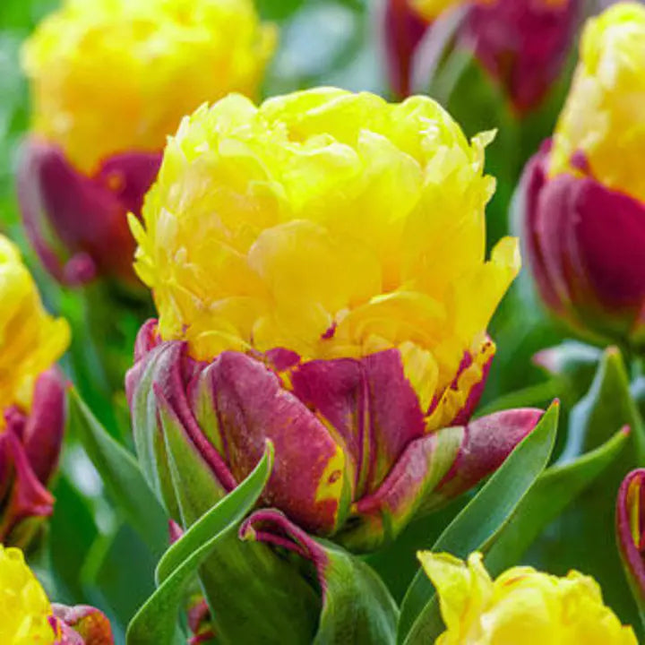 Ice Cream Banana Tulip Seeds