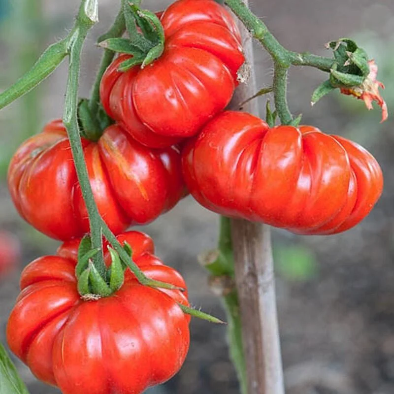 🤩🍅Classic Beefsteak Tomato Seeds