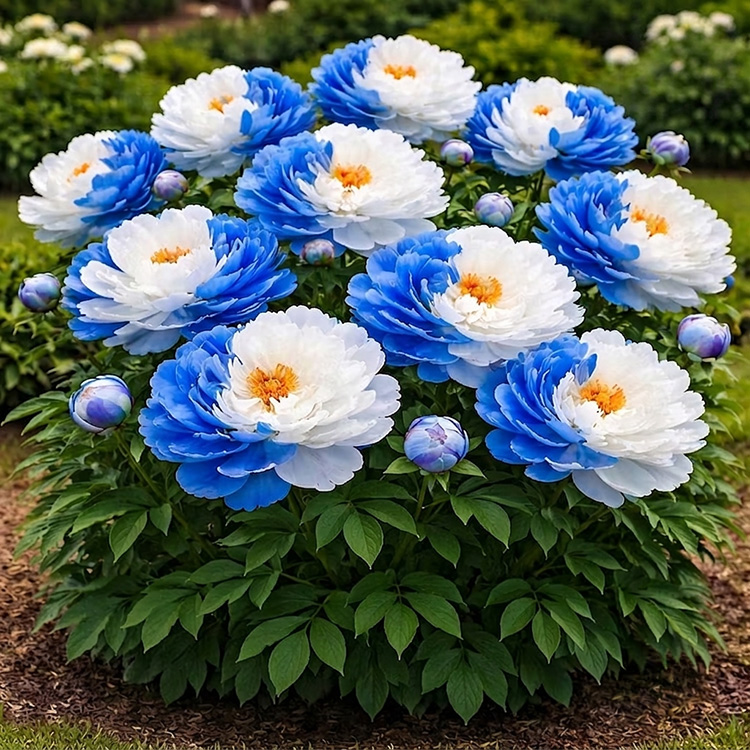 🔥 💎Double Peony Bulbs – Huge, Lush Blooms That Return Year After Year 🌸