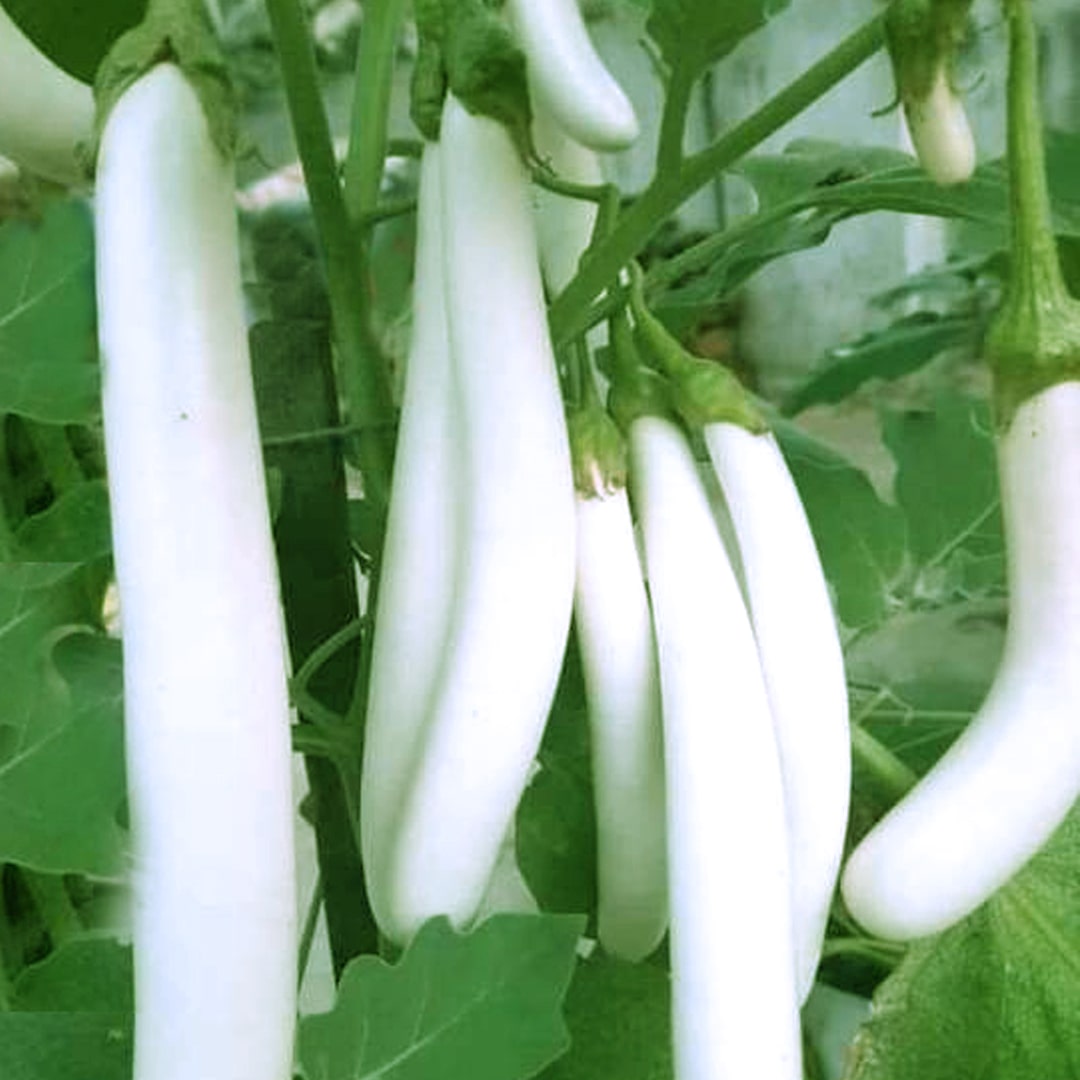 Brinjal White | Malaga Vazhuthana @ 25₹ - Anugraha's Seeds World