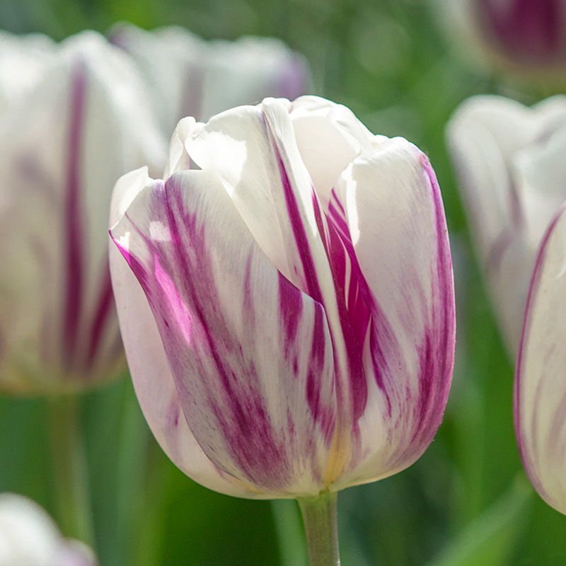 Flaming Flag Triumph Tulip Seeds