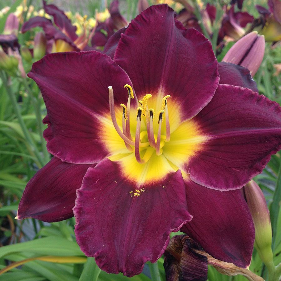 Hemerocallis Bela Lugosi Daylily | Park Seed