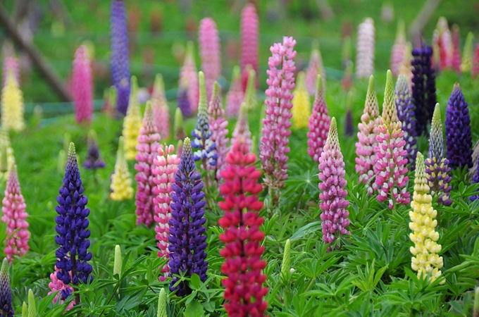 鲁冰花是什么，它有什么作用呢？_鲜家网