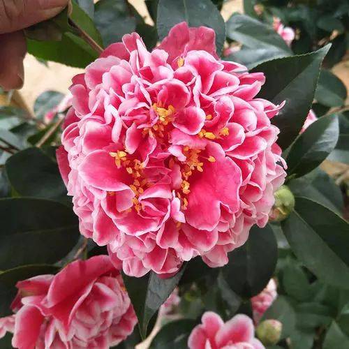 每日一花| 龙火珠茶花，花心中有火焰一般的花蕊&hellip;_手机搜狐网