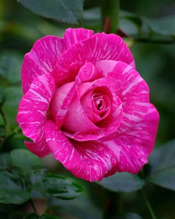 100 Pcs Red Striped Camellia Seeds💝53% OFF🎉