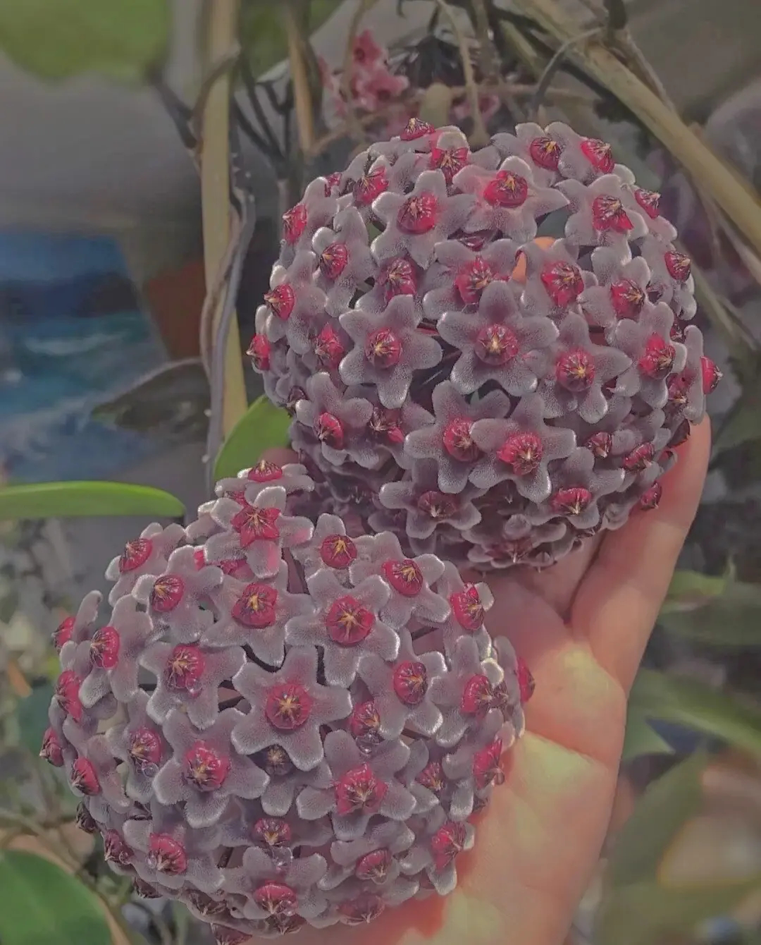 Immortal Velvet Flower Seeds