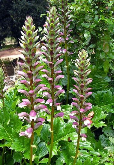💥50% OFF 🌿Bears Breeches (Acanthus spinosus) Seeds