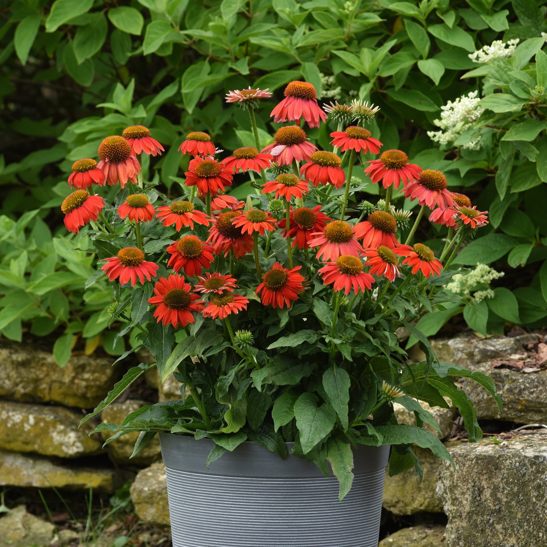 Lakota Red Coneflower