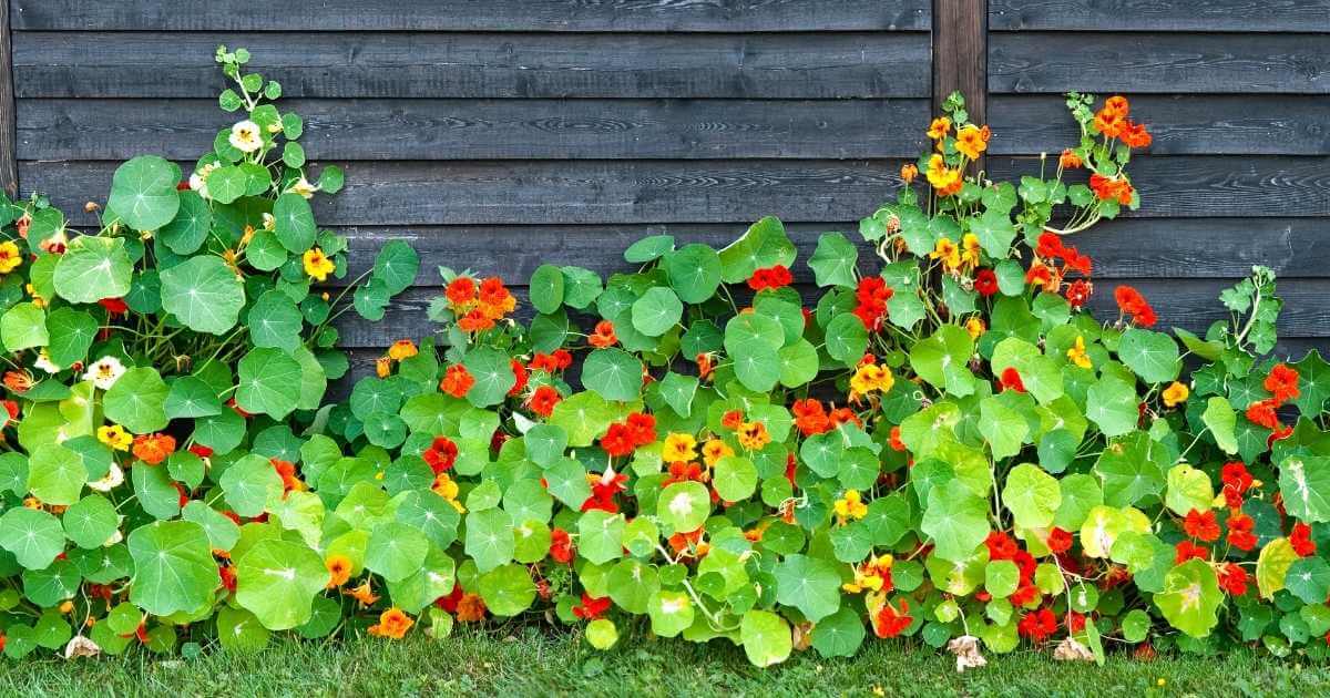 Your Guide To Growing Nasturtiums in North Texas &ndash; The Dallas Garden School