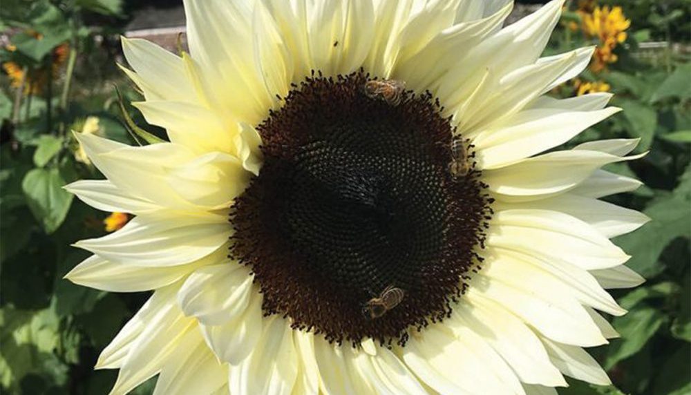 How to Sow Vanilla Giant Sunflower Seeds - Welldales