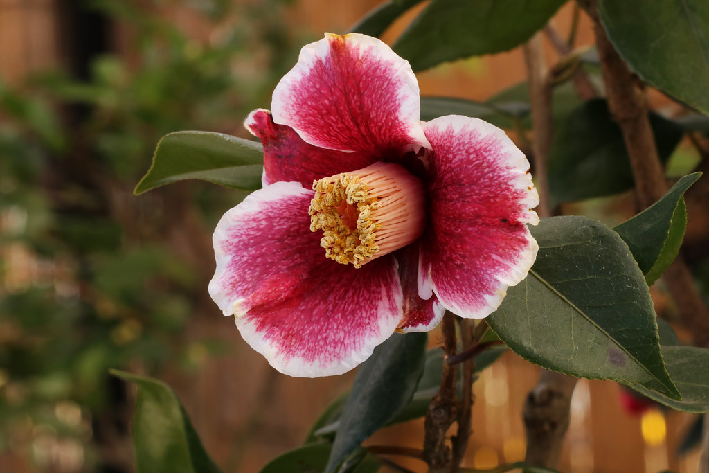 Camellia japonica 'Kakureiso' ツバキ 隠れ磯 | ツバキ 隠れ磯-1701 ツバキ科ツバキ&hellip; | Flickr