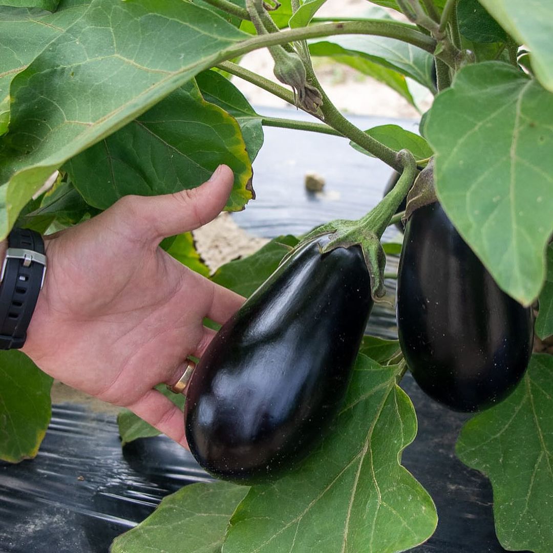 Thanos F1 Eggplant Seeds
