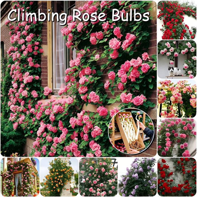 Rose Cascade – Premium Climbing Rose Bulbs