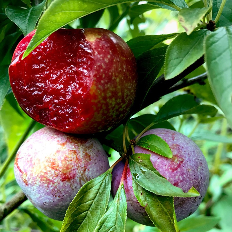🎆Hot Sale🥂 Sanhua Plum Seeds