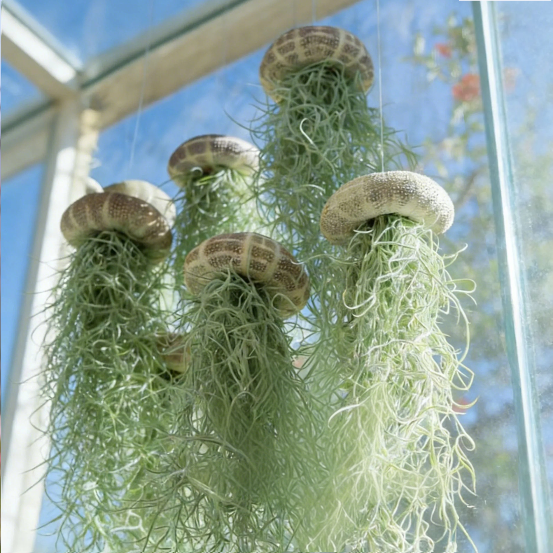 Rare Colored Jellyfish Air Plants Seeds🪼