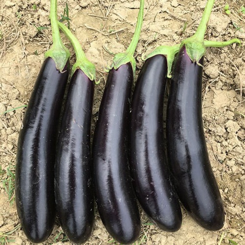 decorehomz Brinjal Black Long vegetable seeds 30 to 40 seeds in 1pack Seed  Price in India - Buy decorehomz Brinjal Black Long vegetable seeds 30 to 40  seeds in 1pack Seed online at Flipkart.com
