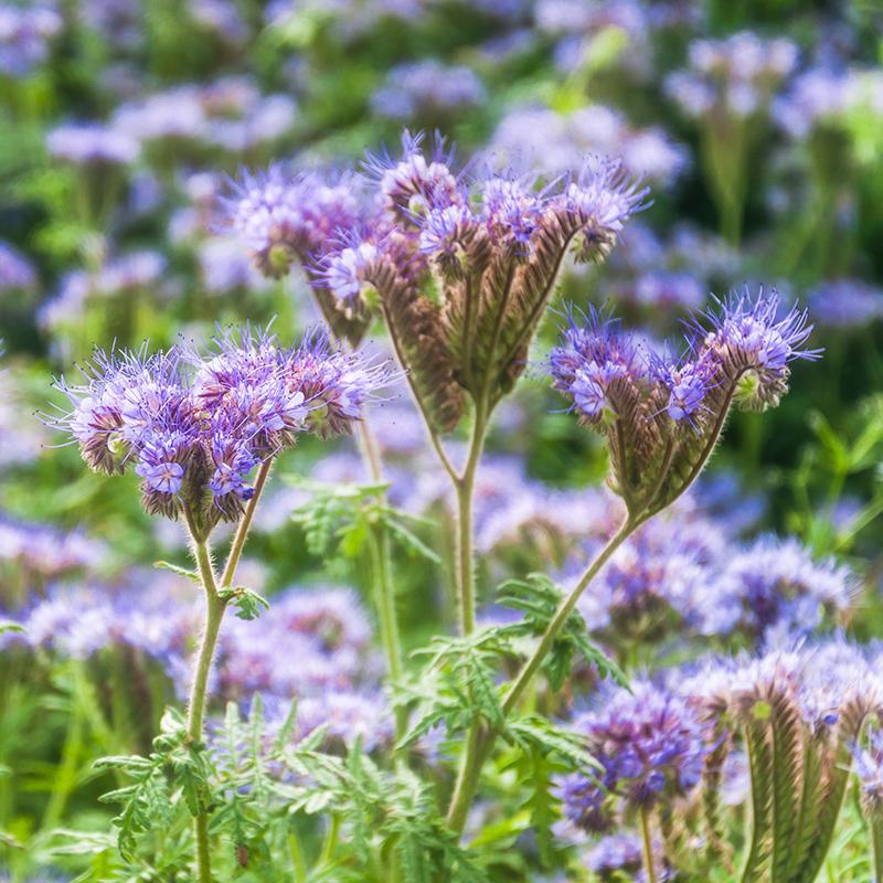 🐝✨Phacelia Tanacetifolia Seeds, Bee's Friend