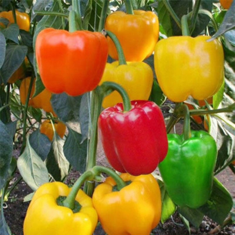 ✨Home Gardening Essentials🫑Sweet Pepper Seeds