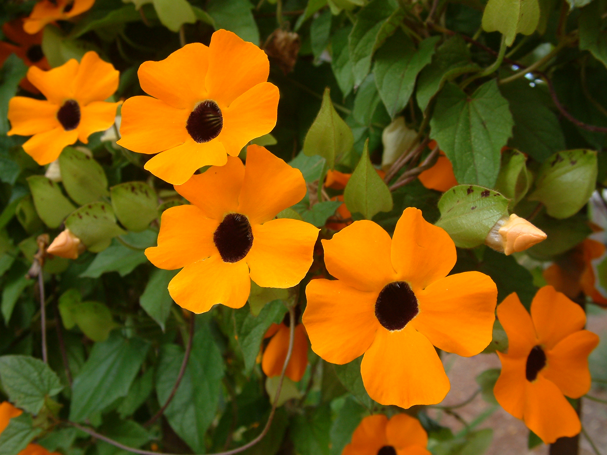 Thunbergia alata - Black-Eyed Susan Vine | PlantMaster