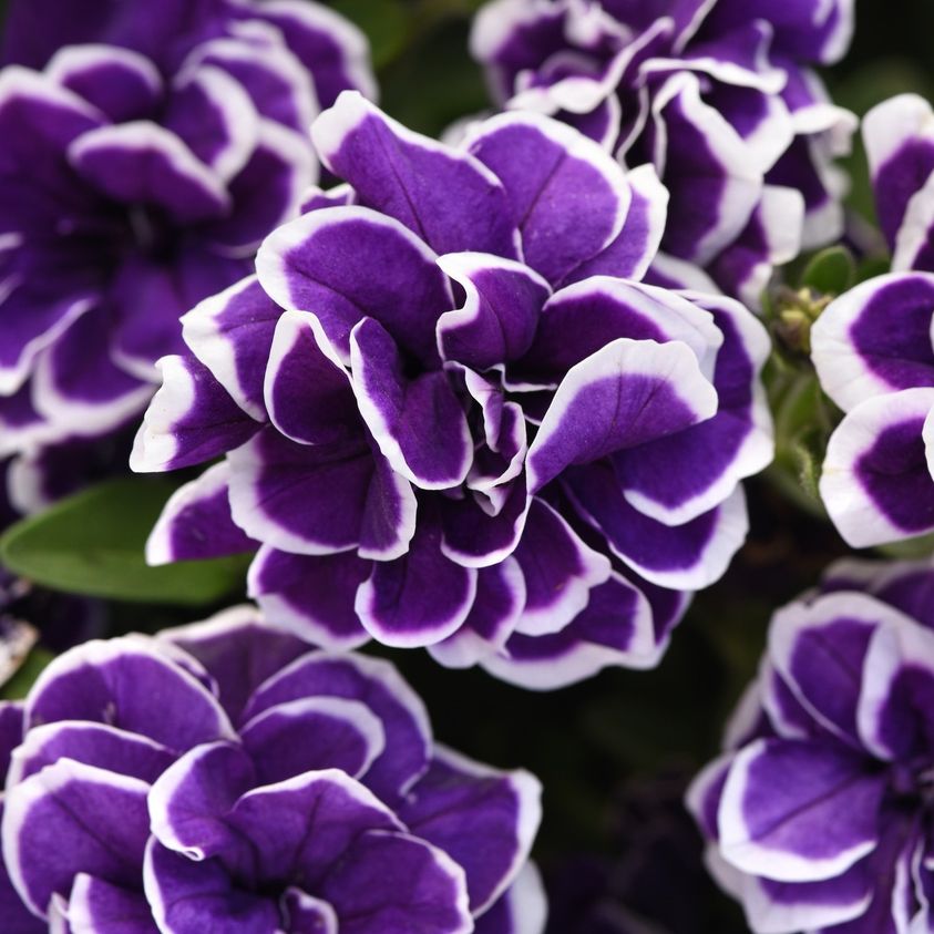 ✨🤩Hot Selling💐Rare Double Petunia Seeds