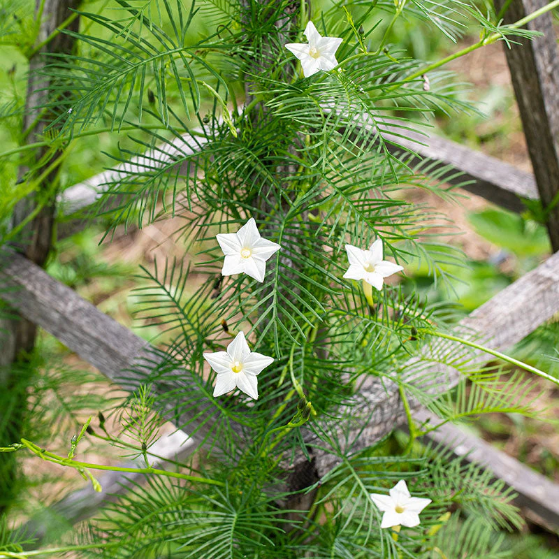 🤩🌟Cypress Vine Mix Morning Glory Seeds
