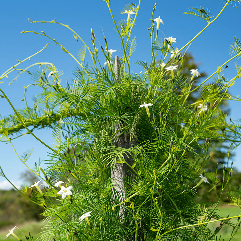 🤩🌟Cypress Vine Mix Morning Glory Seeds