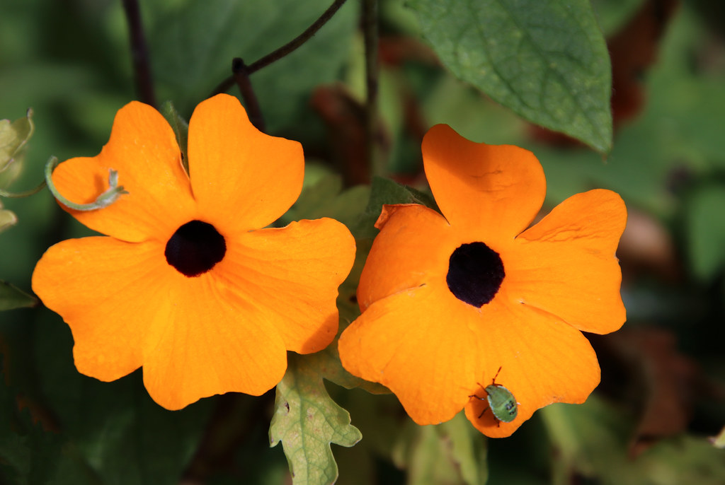 Thunbergia alata, black-eyed Susan vine | Buy this photo on … | Flickr
