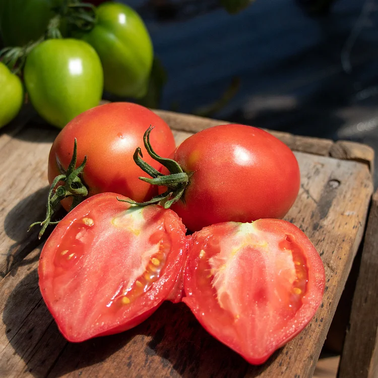 🥭🍅'Mango Honey' Marvel Tomato Seeds