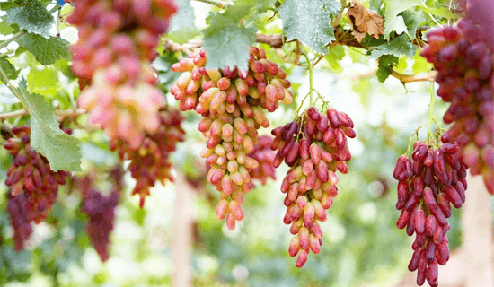 美人指葡萄-【怀来葡萄网】