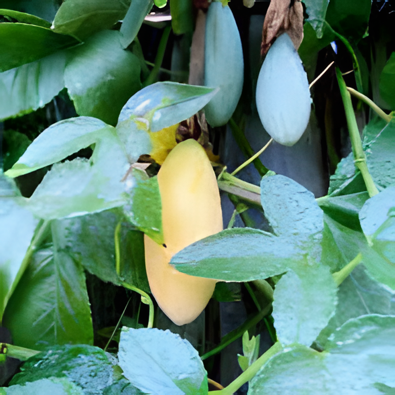 🎆Hot Sale🥂  Banana Passion fruit Seeds🍋 🍌