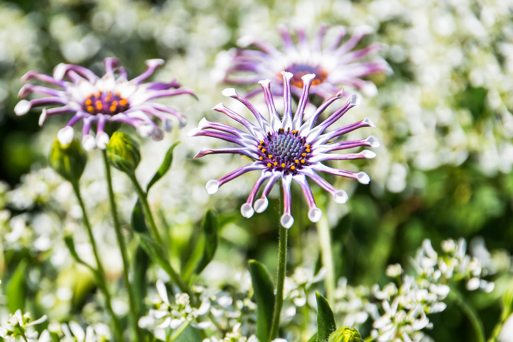 Osteospermum Margarita White Spoon | Malm&ouml;, Sweden | Maria Eklind | Flickr