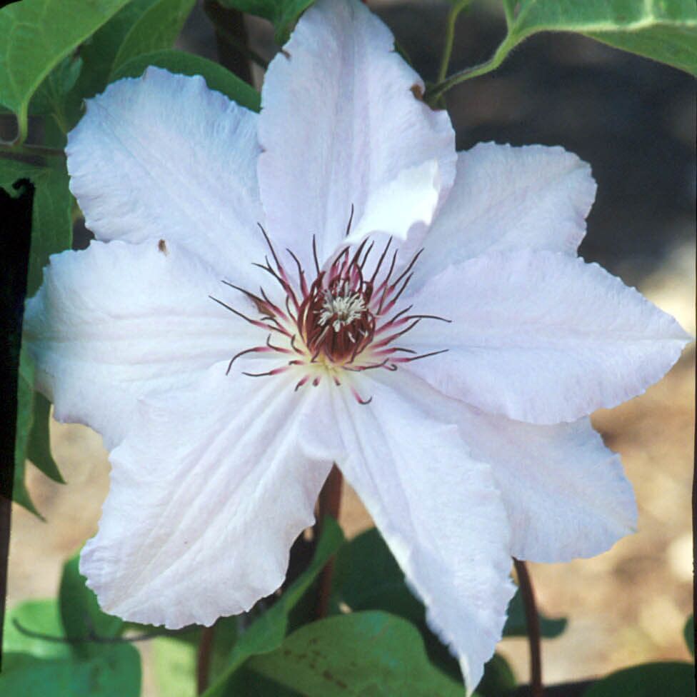 Clematis White Seeds 50/100/200PCS