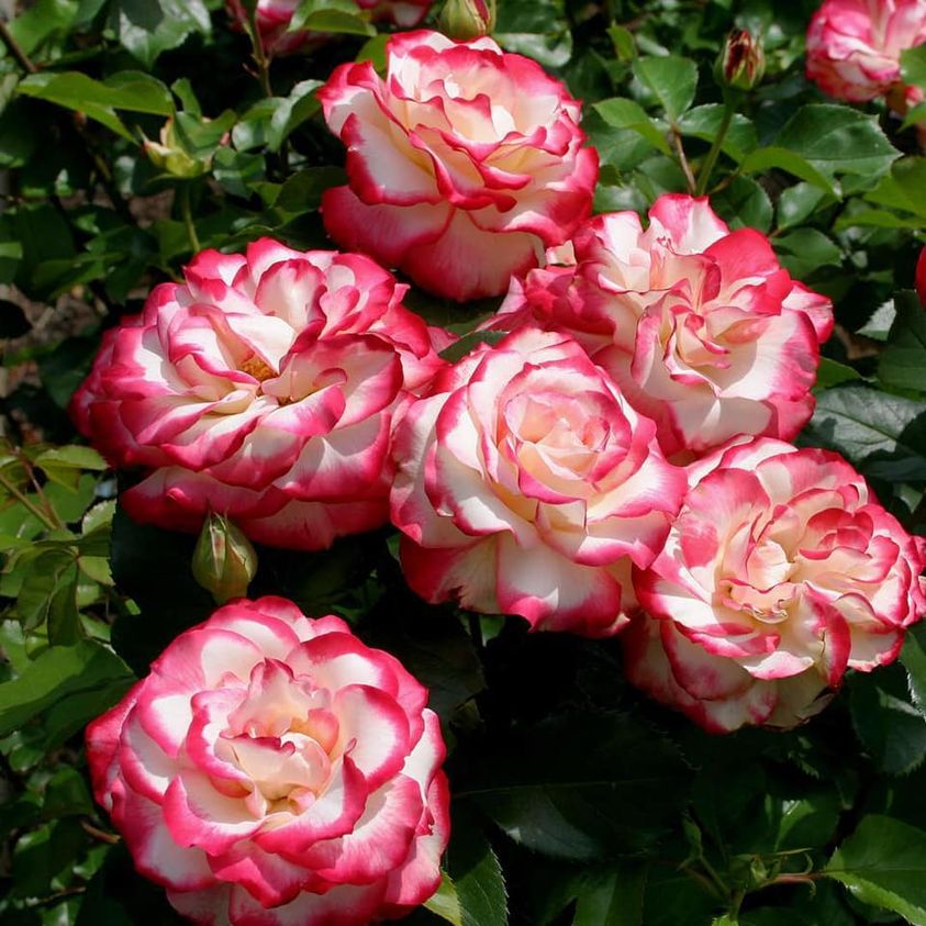 🔥54% OFF🍒🌹Cherry Parfait Rose Seeds
