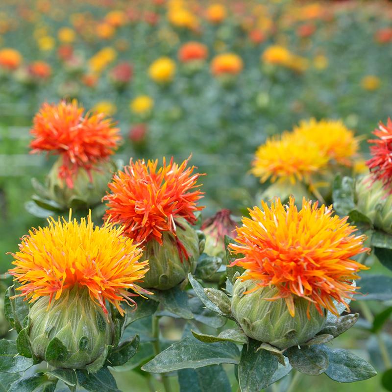 🌞Spring Limited🧡🧡Orange Flower Seed Mix