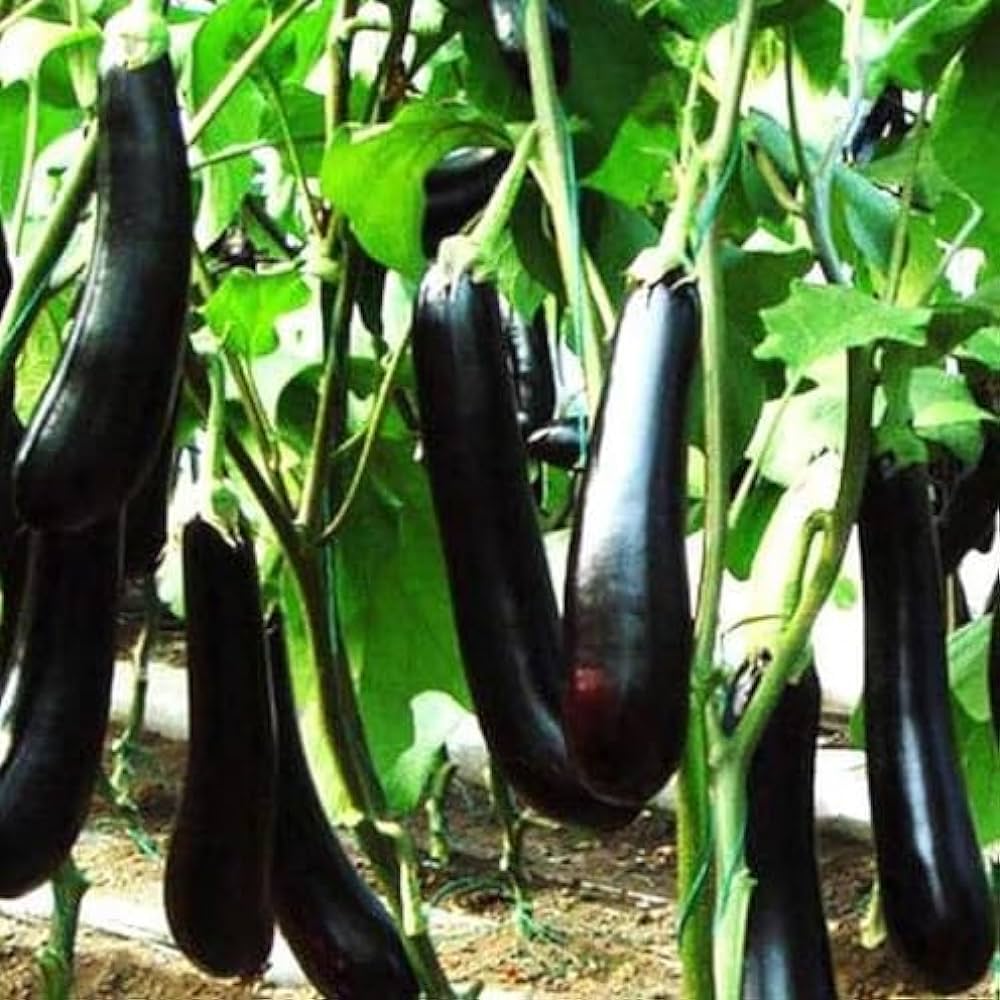 Miracle Nursery Long Black Brinjal Seeds (EggPlant Seeds) Pack of 700mg :  Amazon.in: Garden & Outdoors