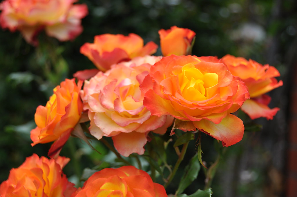 Tequila sunrise #2 | Shot in the Lady Norwood Rose Garden in&hellip; | Flickr