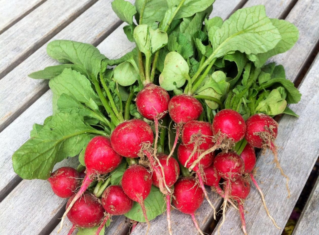 Cherry Belle Radish- Organic – Greta's Family Gardens