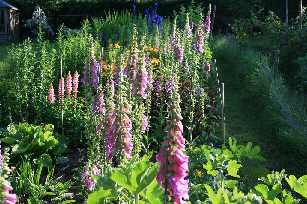 Spires of foxgloves, lupins, delphiniums. | Delphinium, Biennial plants,  Foxglove