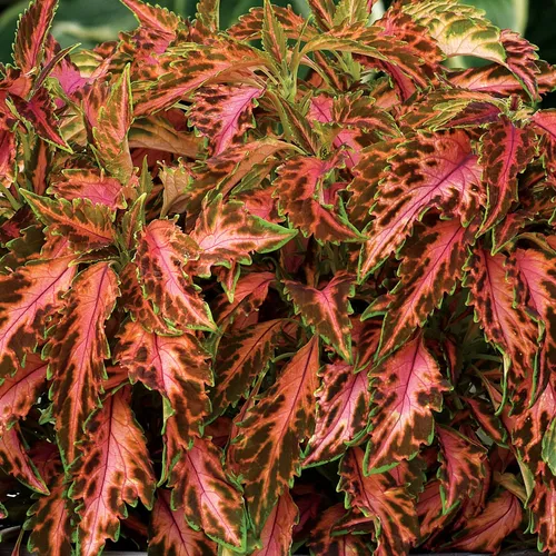 🥰Hot Selling✨Leaf Plant Coleus Seeds