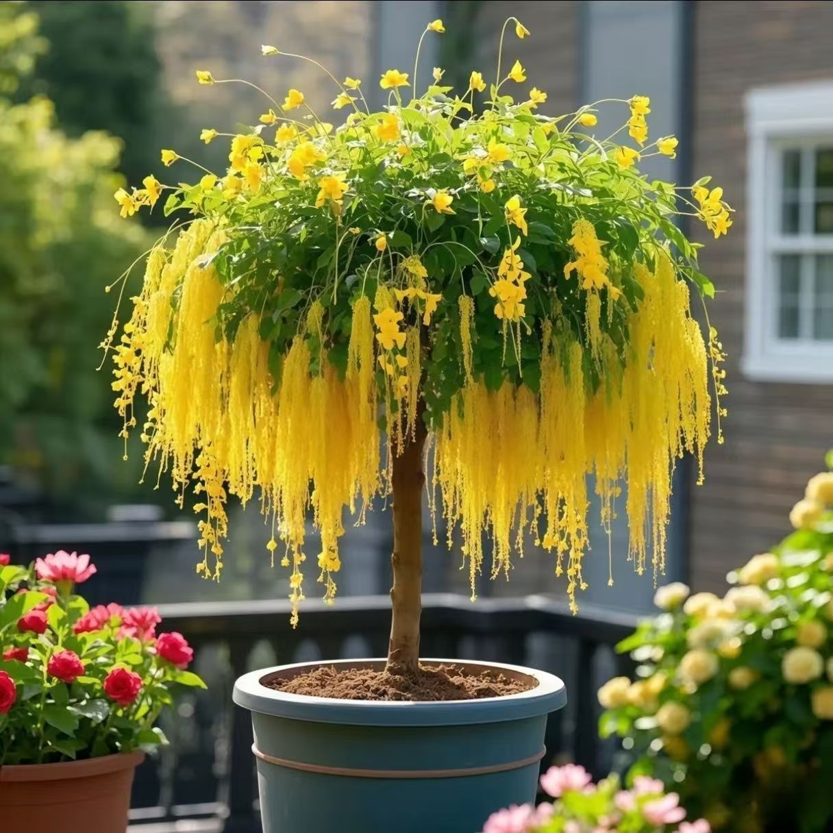 🌸All-Season Ornamental Fringe Tree Seeds for Pots