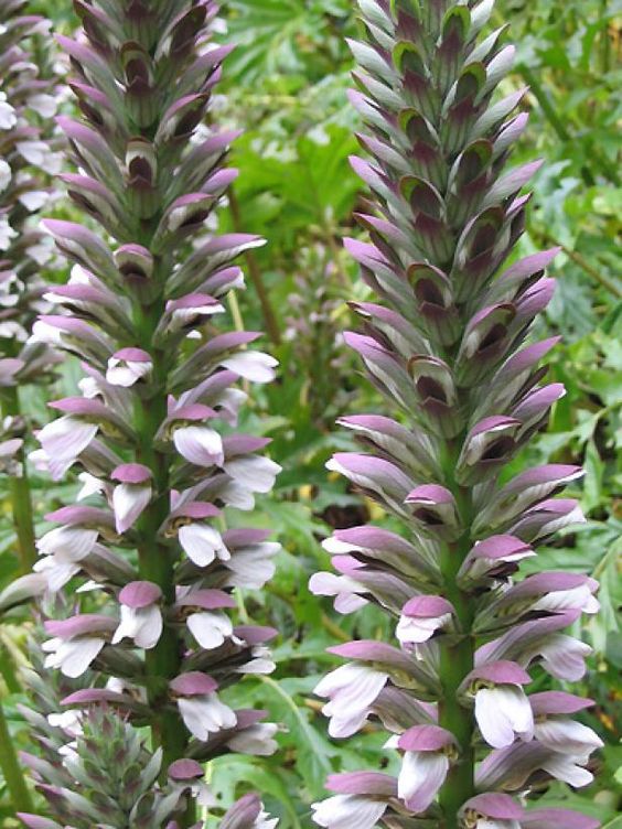 💥50% OFF 🌿Bears Breeches (Acanthus spinosus) Seeds