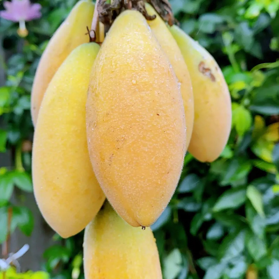 🎆Hot Sale🥂  Banana Passion fruit Seeds🍋 🍌
