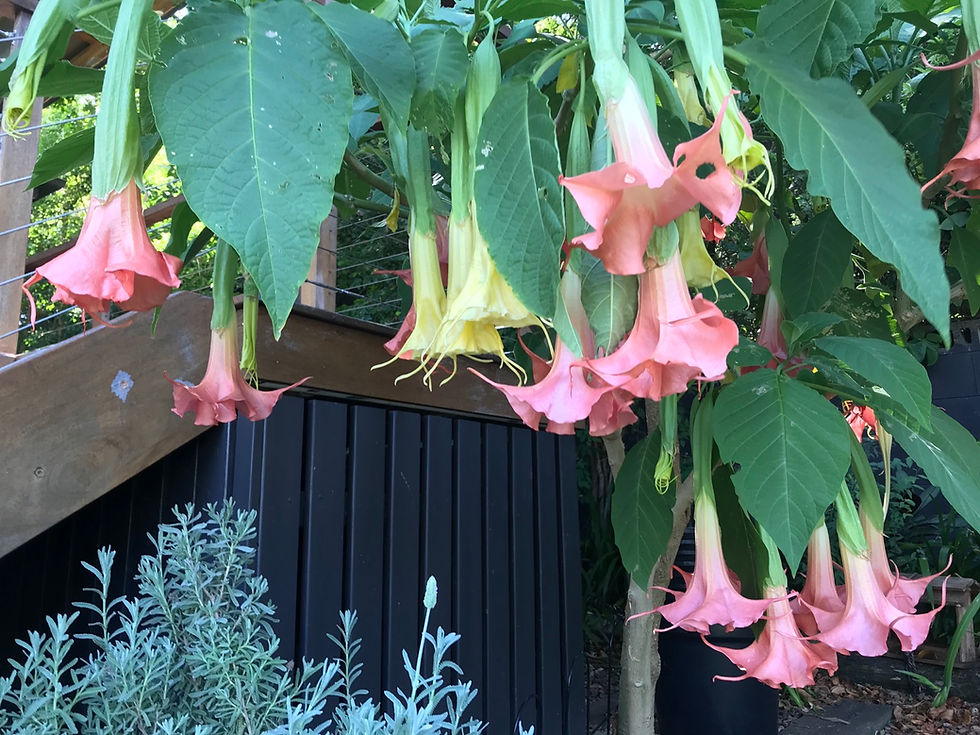 Red Hot Pink Datura Seeds