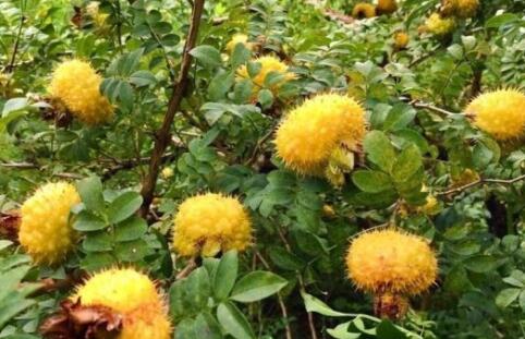 野生刺梨市场价格多少一斤？种植前景如何？主要产地在哪？ - 土流网