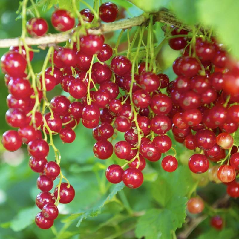 🎆Hot Sale🥂 The  Lantern Shaped Gooseberry Seeds🍒