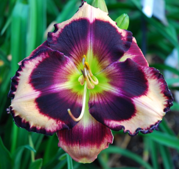 Daylily seeds for sale