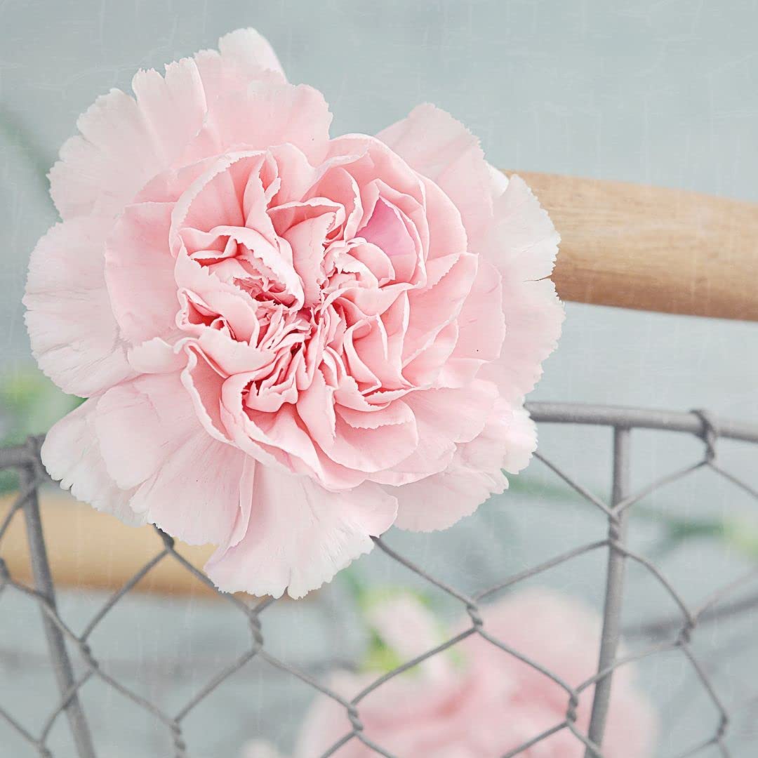 La France Carnation Seeds