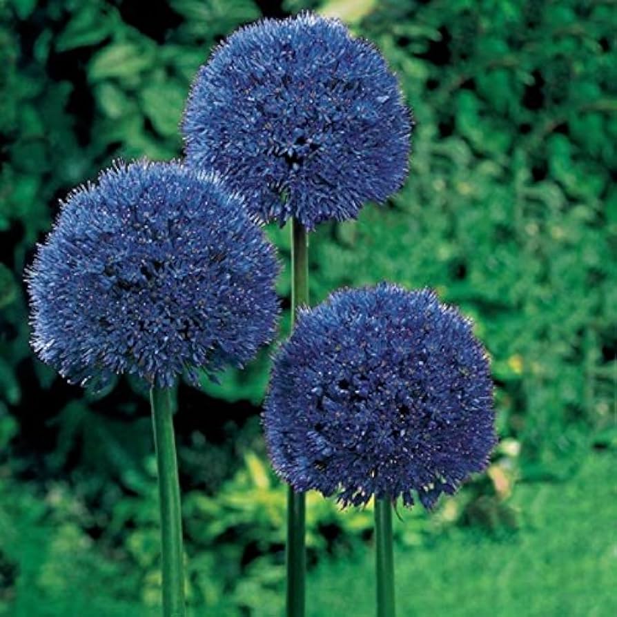 Giant Allium Giganteum Seeds